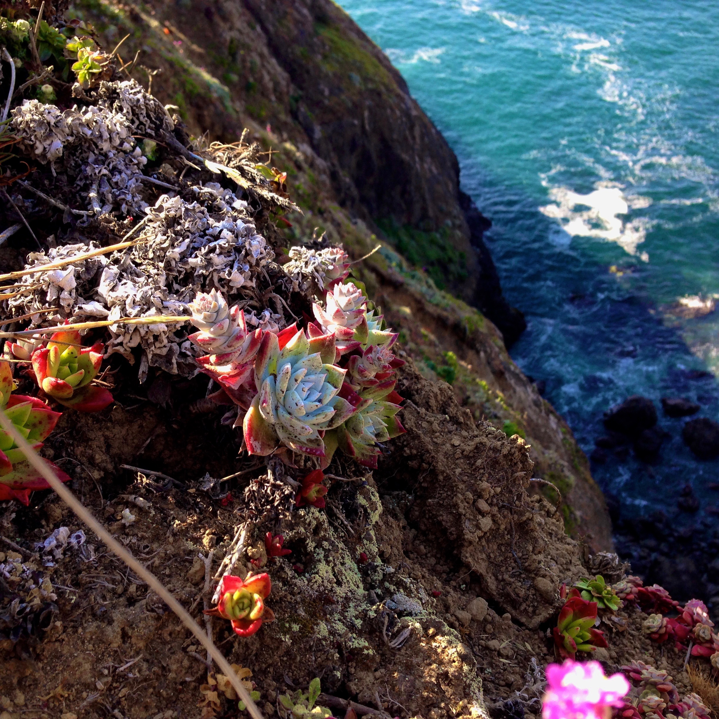 Succulent clinging to the a cliff on the coast of California